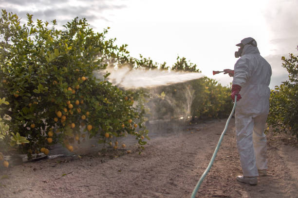 Professional Pest Control in Volcano Golf Course, HI